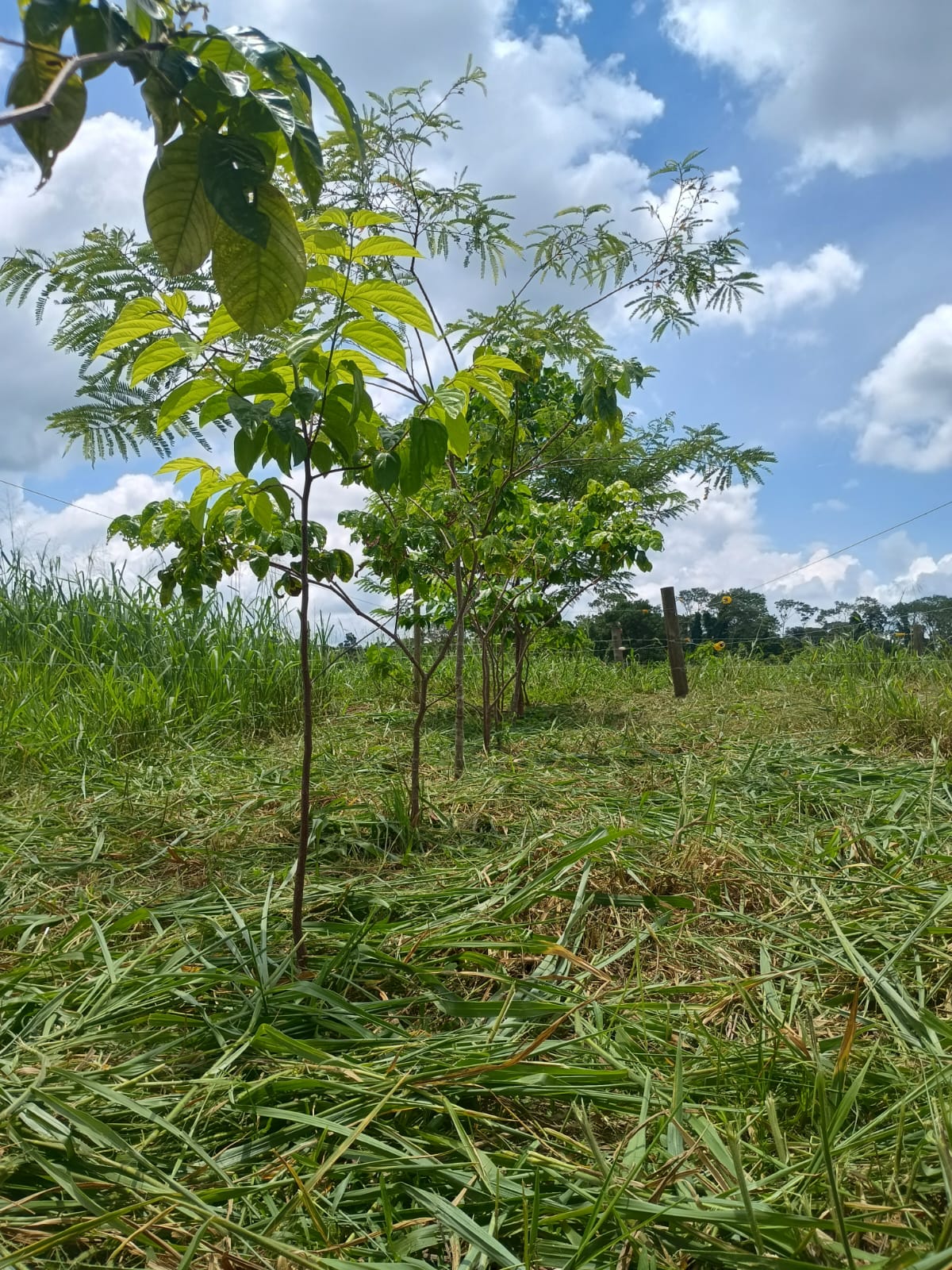 Área Experimental